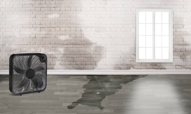 Best Water damage repair service  in Fruitland, NC