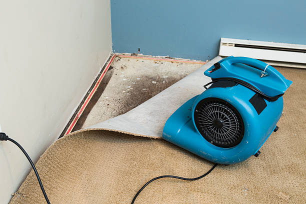 Best Water damage contractors near me  in Fruitland, NC
